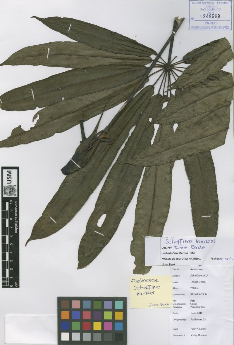 Sciodaphyllum kuntzei