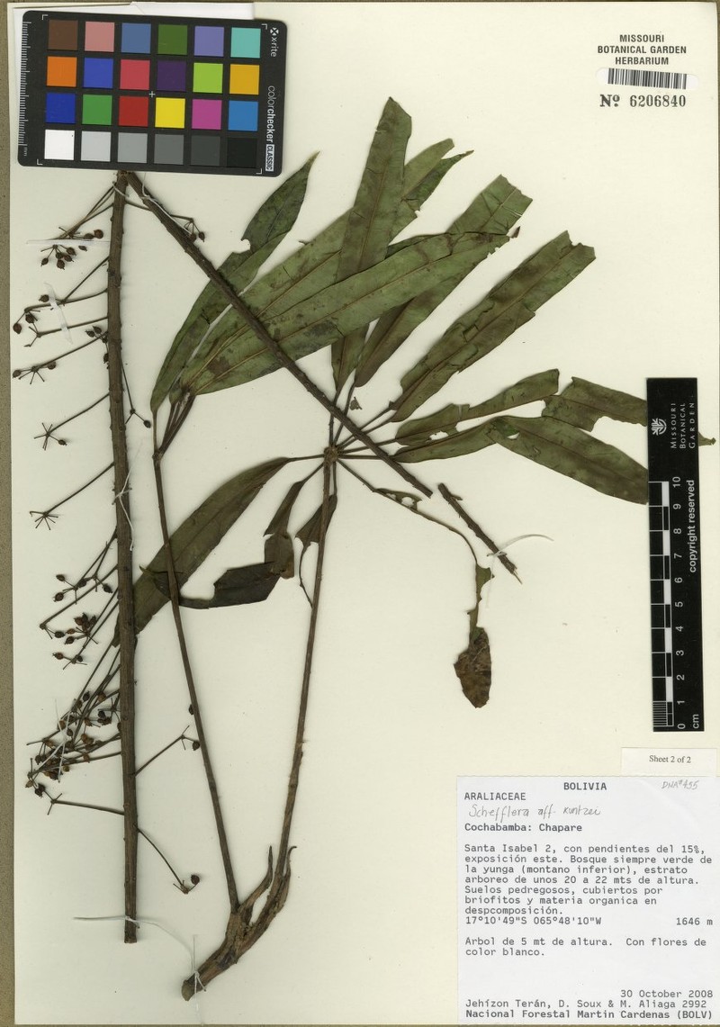 Sciodaphyllum kuntzei photo 2