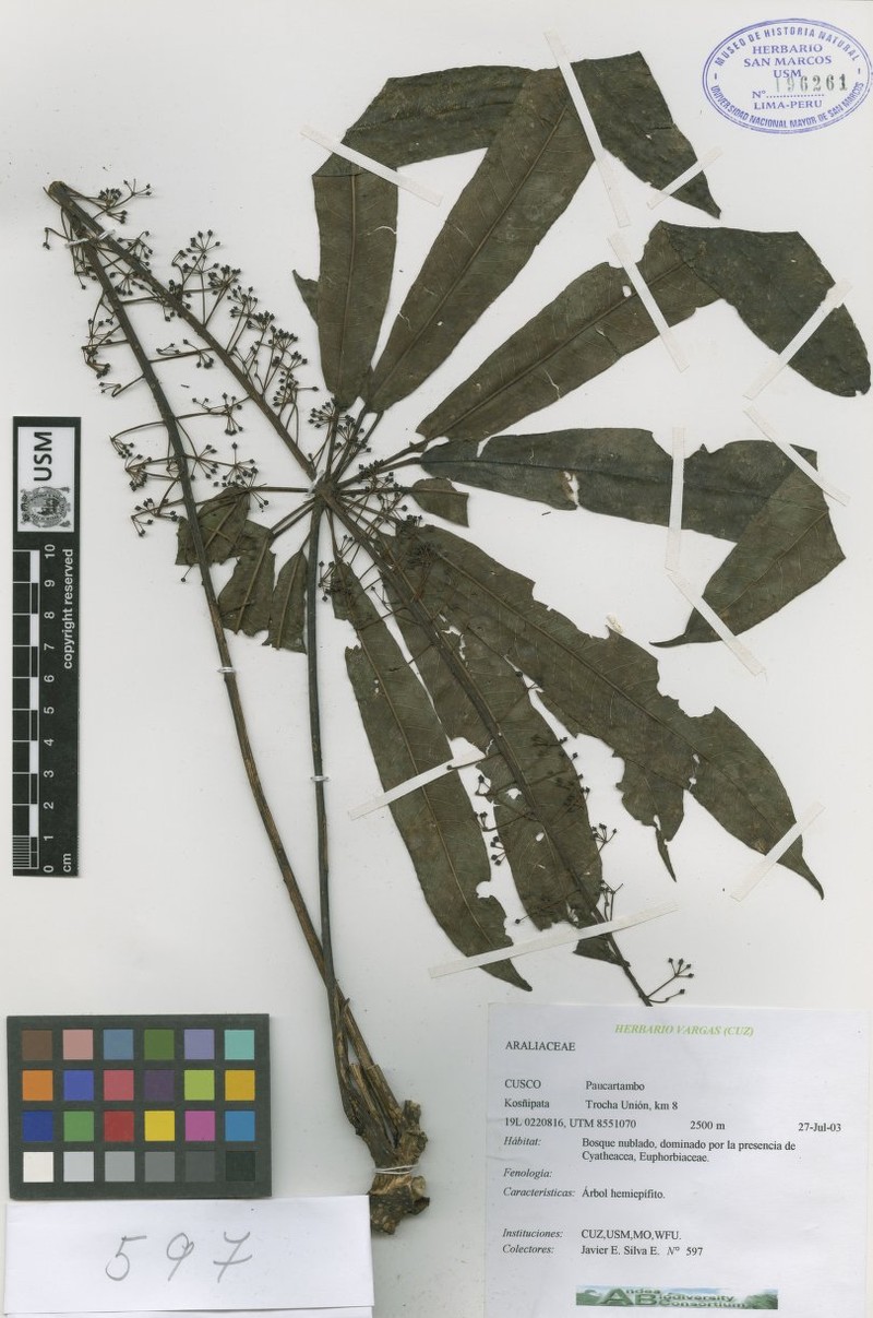 Sciodaphyllum kuntzei photo 3