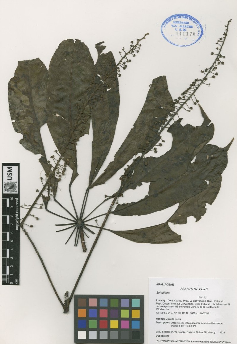 Sciodaphyllum kuntzei photo 4