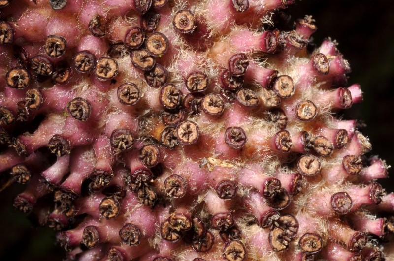 Sciodaphyllum lasiogyne photo 2