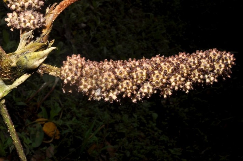 Sciodaphyllum lasiogyne photo 3