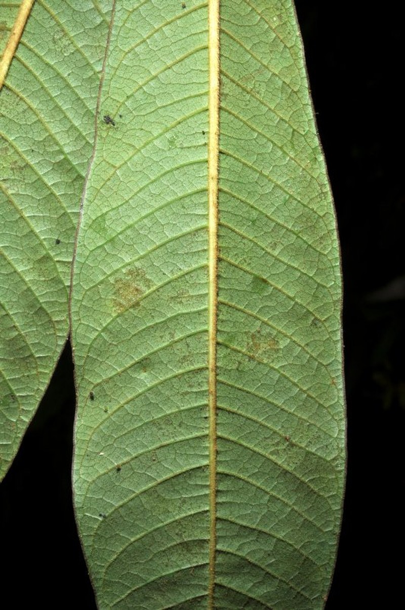 Sciodaphyllum lasiogyne photo 4