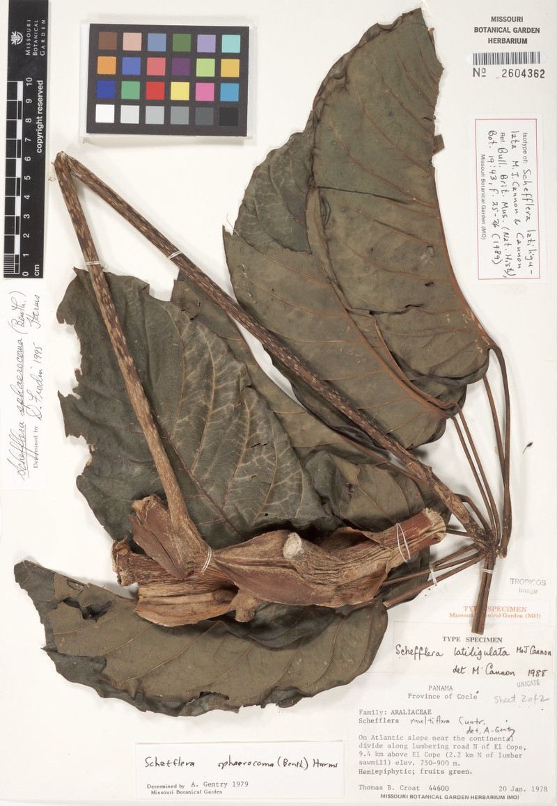 Sciodaphyllum latiligulatum