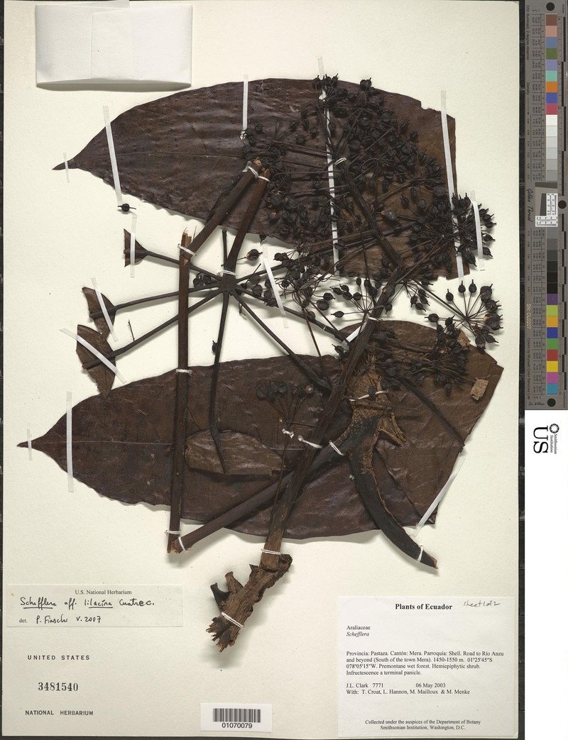 Sciodaphyllum lilacinum