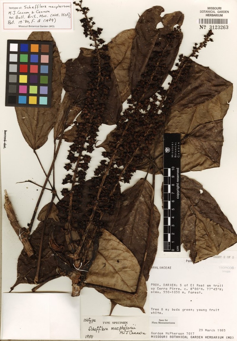 Sciodaphyllum macphersonii