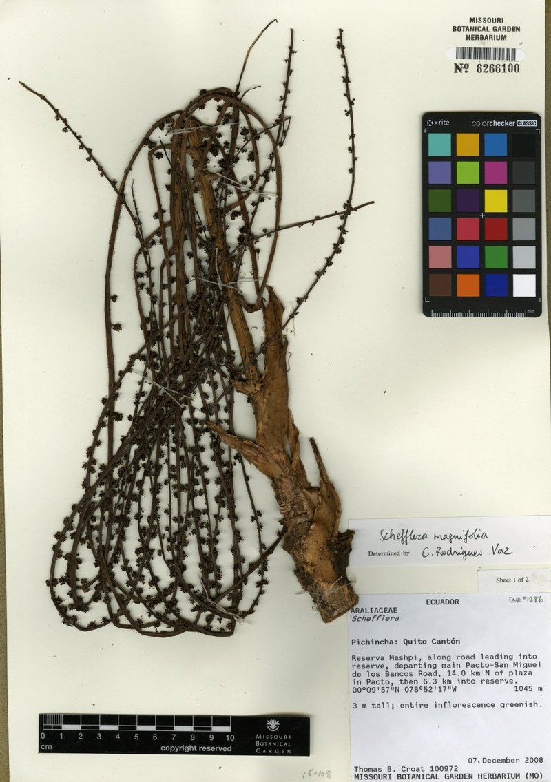 Sciodaphyllum magnifolium