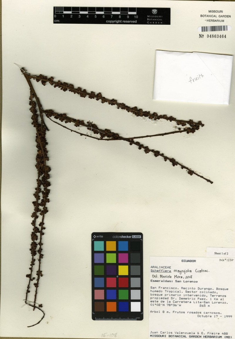 Sciodaphyllum magnifolium photo 2