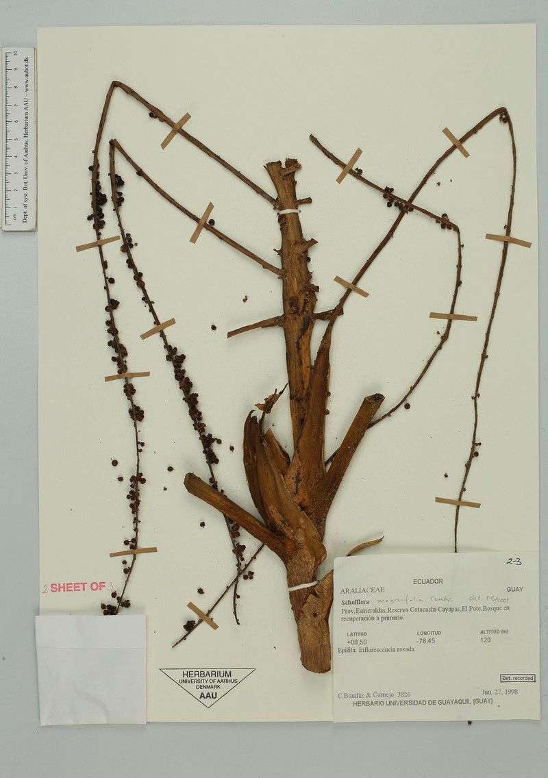 Sciodaphyllum magnifolium photo 3