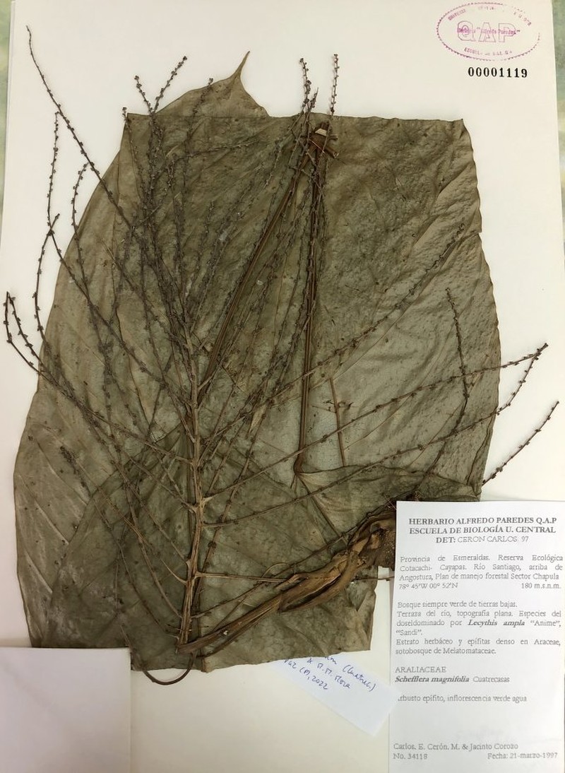 Sciodaphyllum magnifolium photo 4
