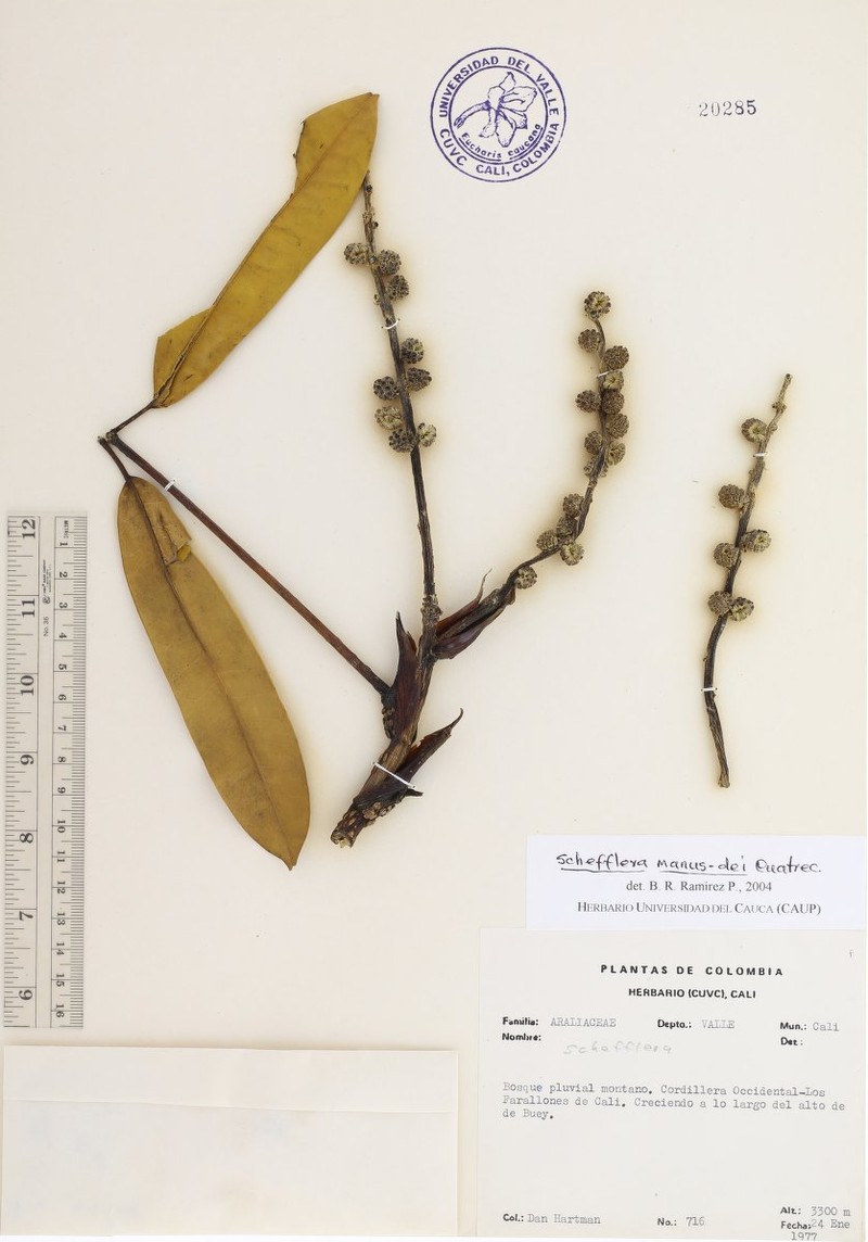 Sciodaphyllum manus-dei