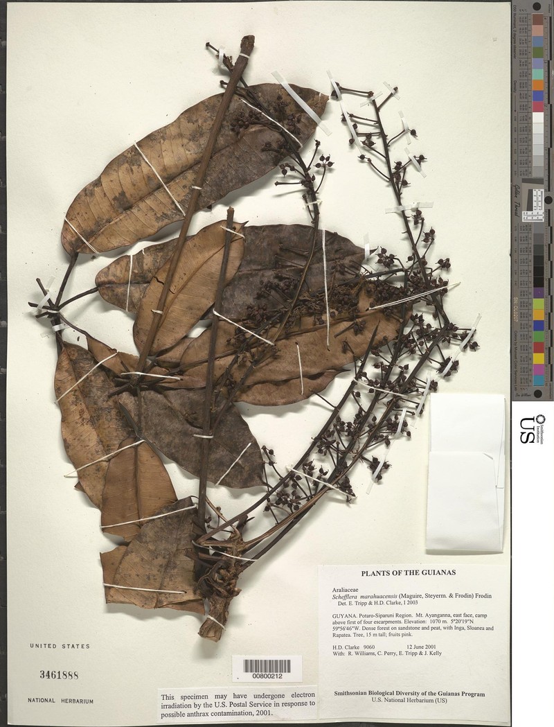 Sciodaphyllum marahuacense
