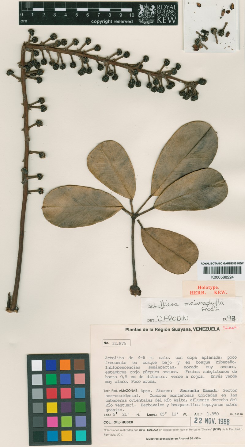 Sciodaphyllum meiurophyllum