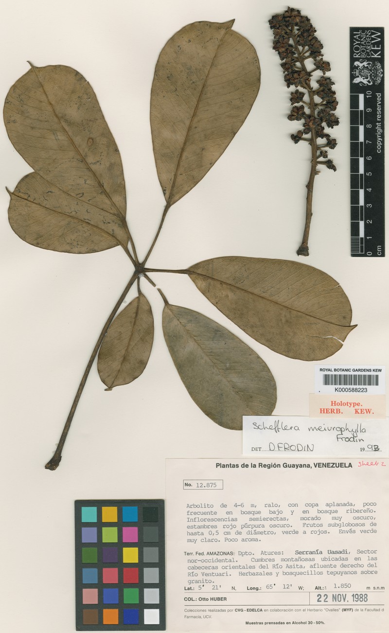 Sciodaphyllum meiurophyllum photo 2