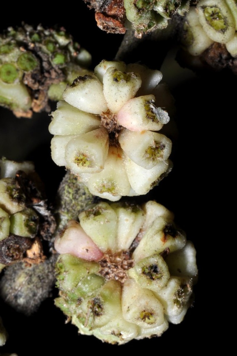 Sciodaphyllum merinoi