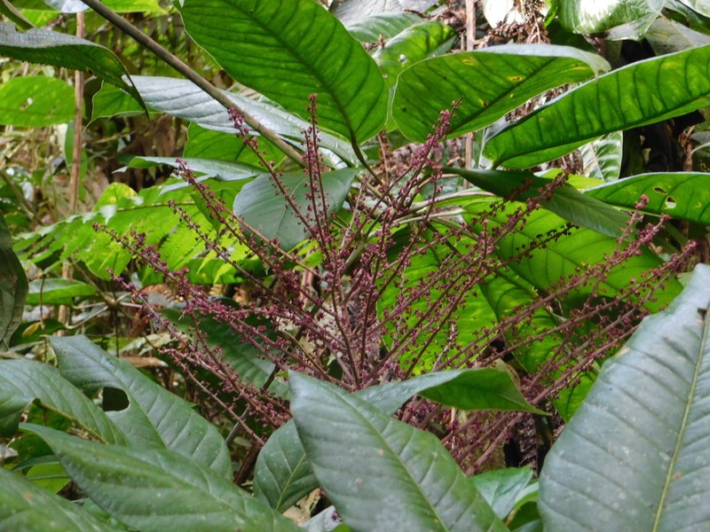 Sciodaphyllum minutiflorum