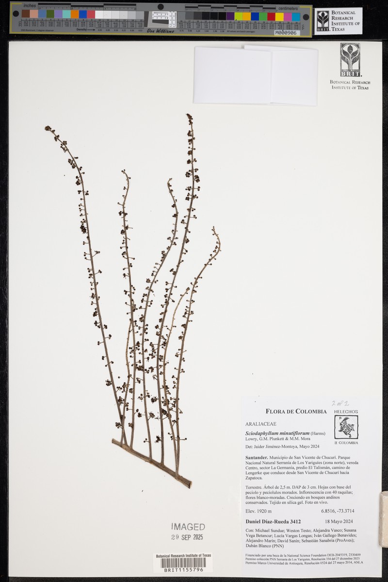 Sciodaphyllum minutiflorum photo 2