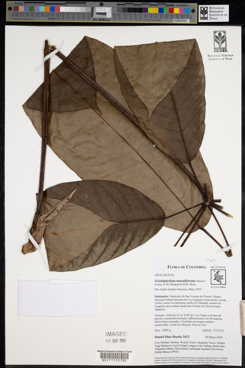 Sciodaphyllum minutiflorum photo 3