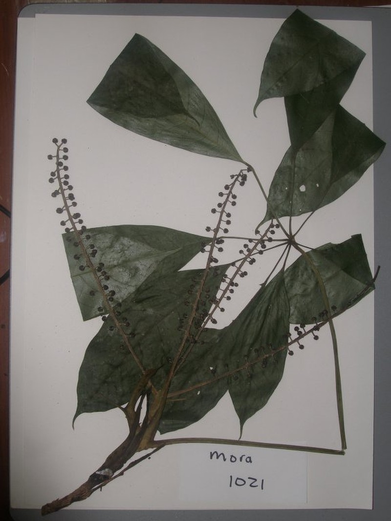 Sciodaphyllum minutiflorum photo 4