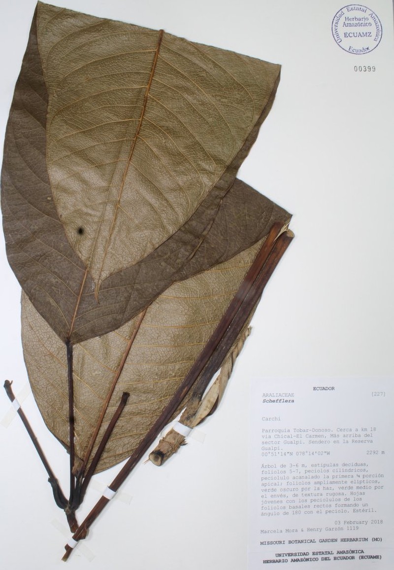 Sciodaphyllum minutiflorum photo 5