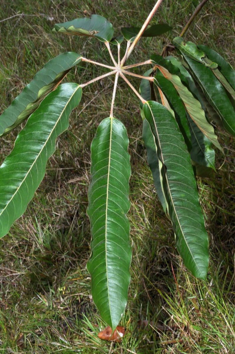 Sciodaphyllum montanum