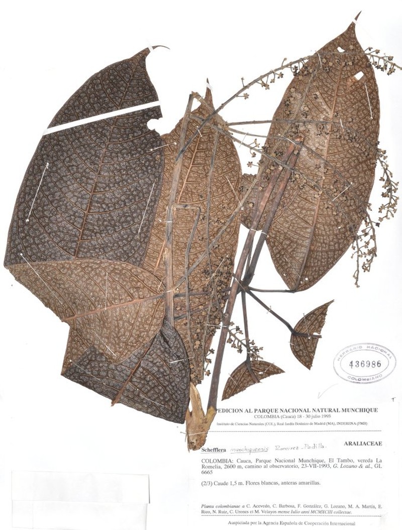 Sciodaphyllum munchiquense