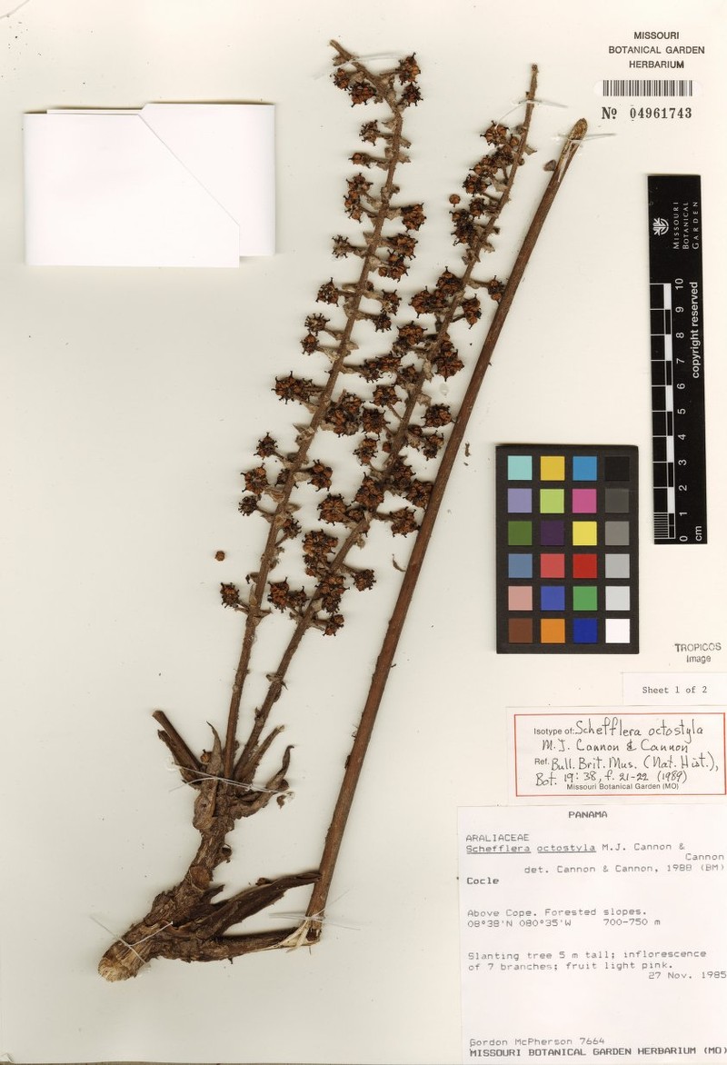 Sciodaphyllum octostylum