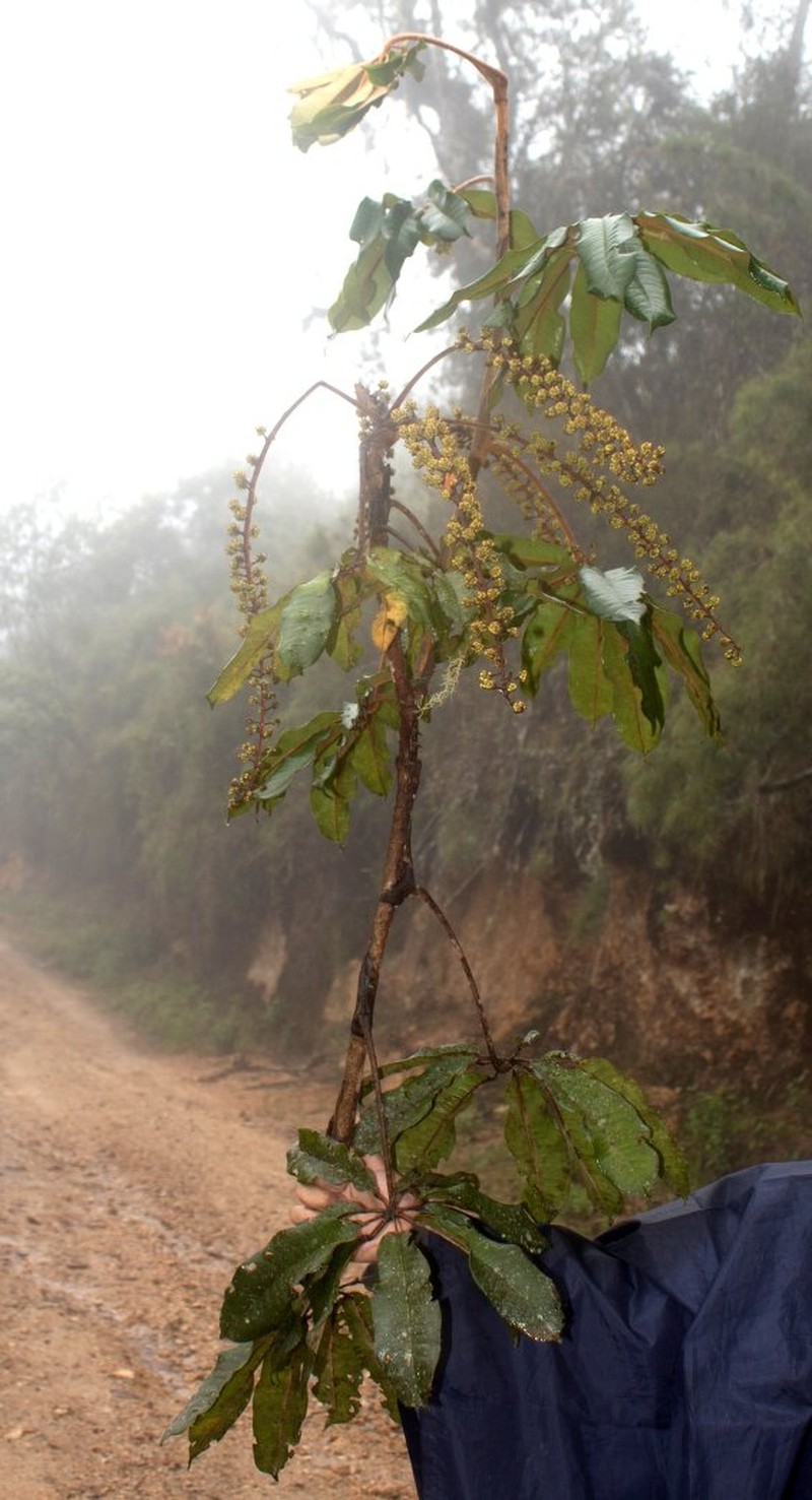 Sciodaphyllum oxapampense