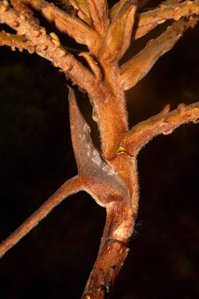 Sciodaphyllum oxapampense photo 2