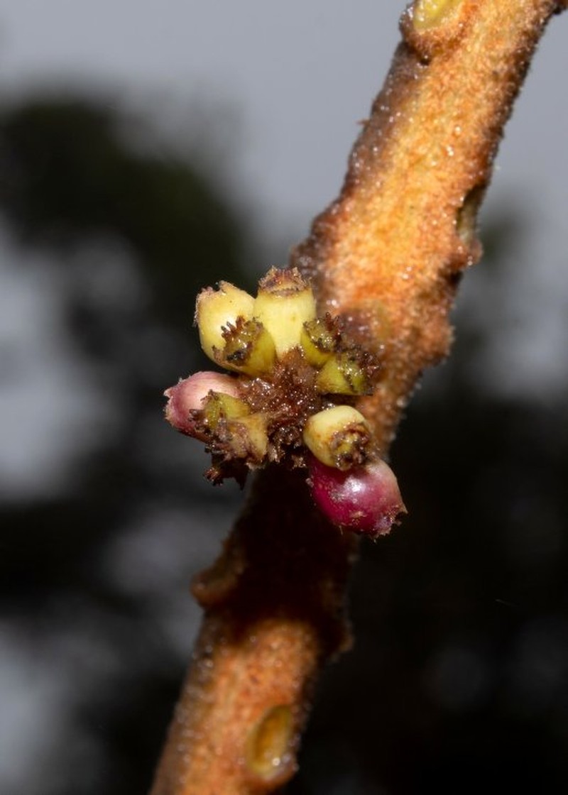 Sciodaphyllum oxapampense photo 3