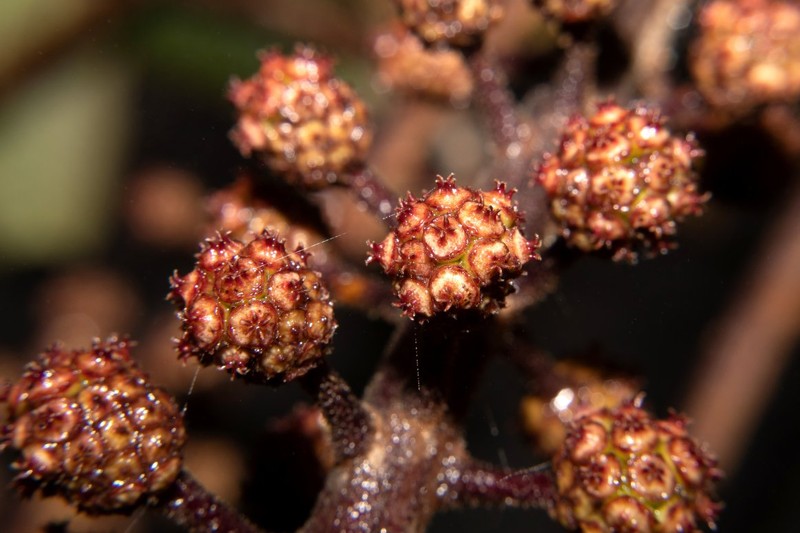 Sciodaphyllum oxapampense photo 4