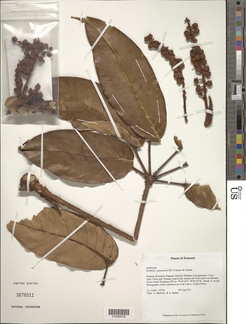 Sciodaphyllum panamense