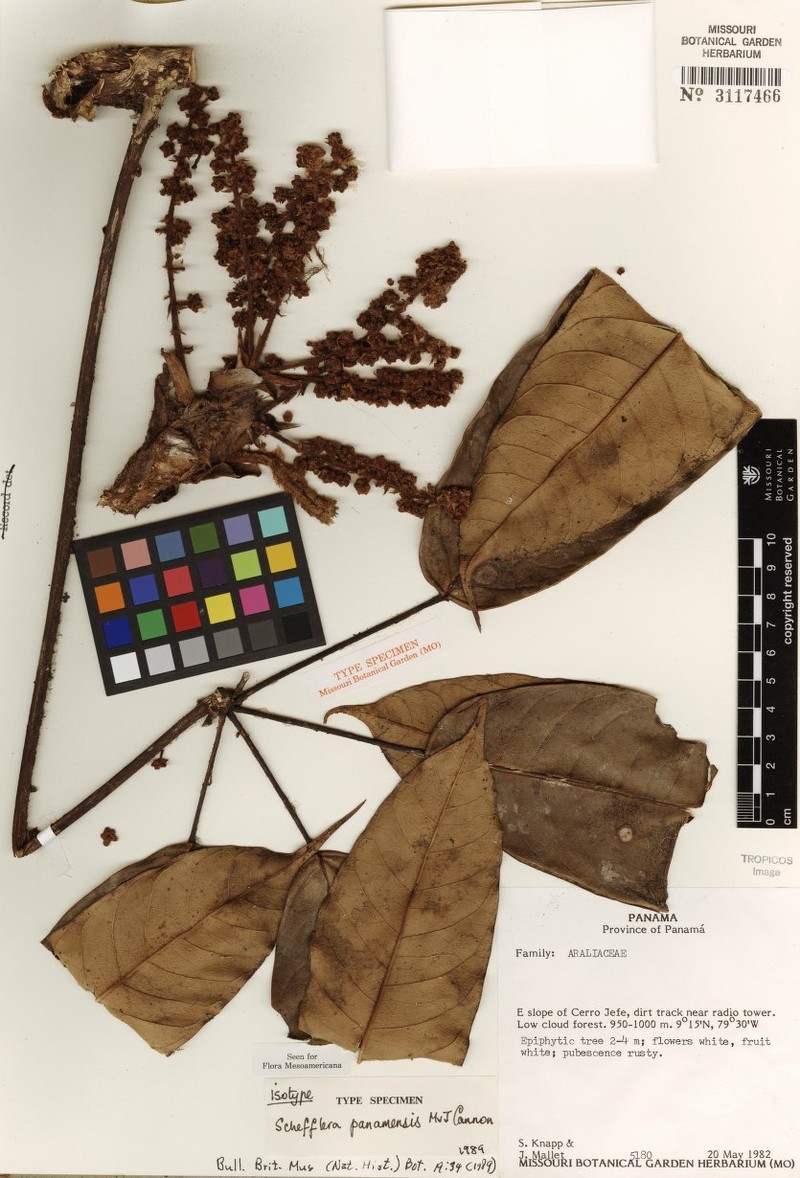 Sciodaphyllum panamense photo 2