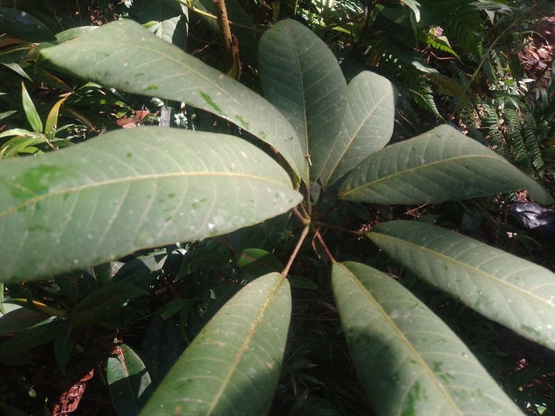 Sciodaphyllum paniculitomentosum