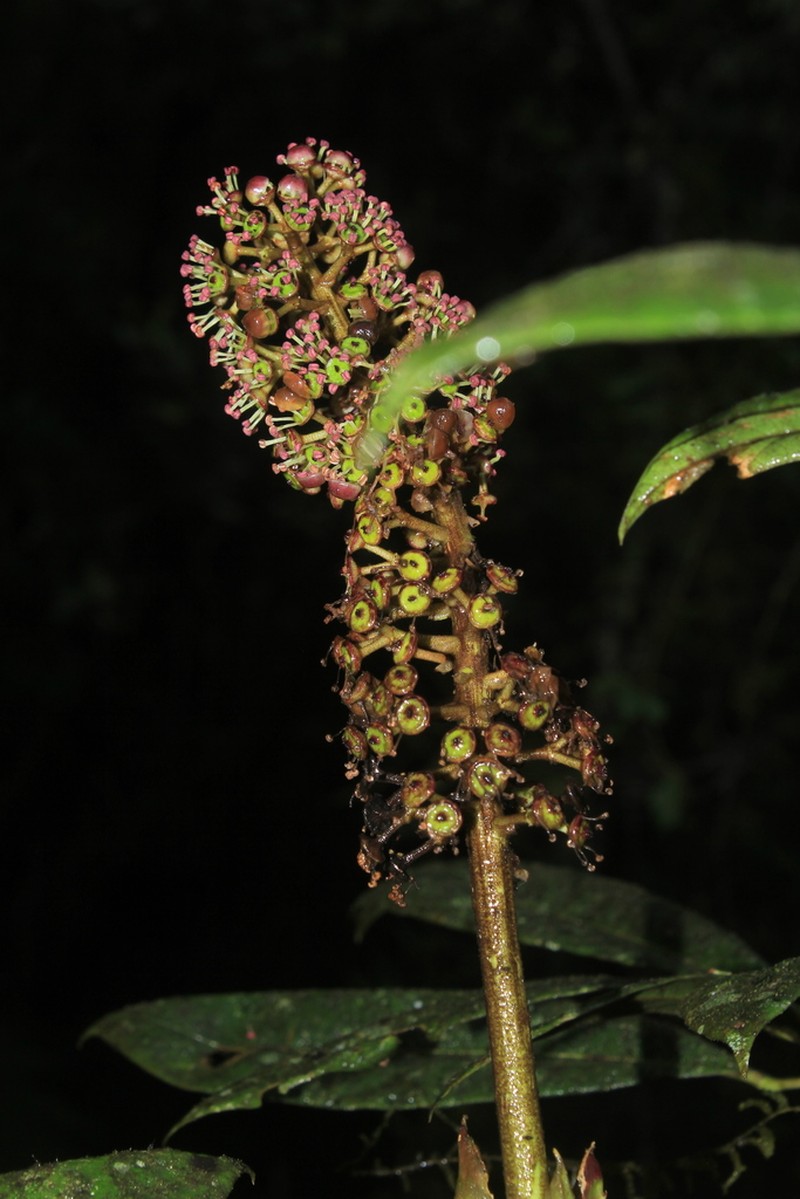 Sciodaphyllum paniculitomentosum photo 2