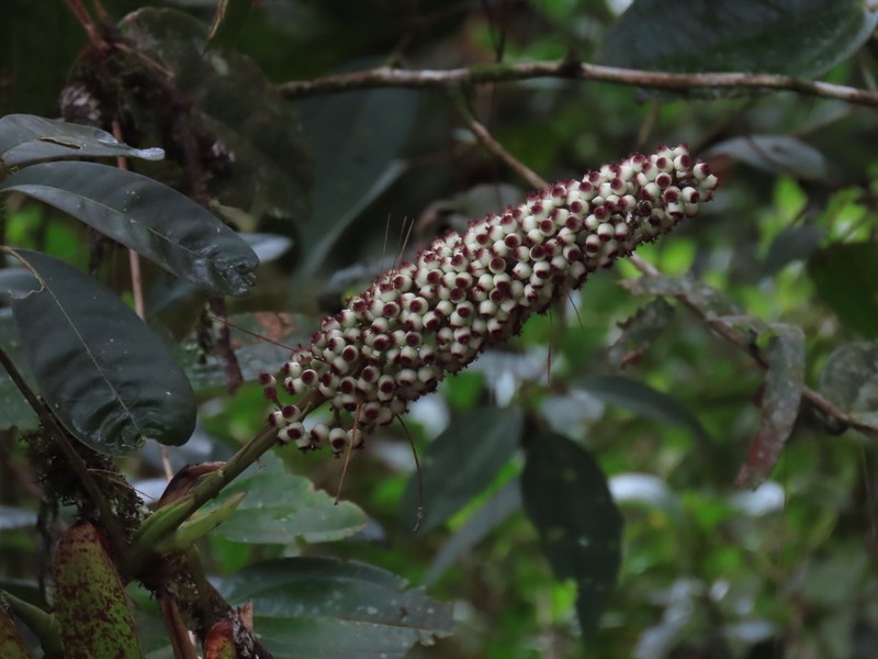 Sciodaphyllum paniculitomentosum photo 3