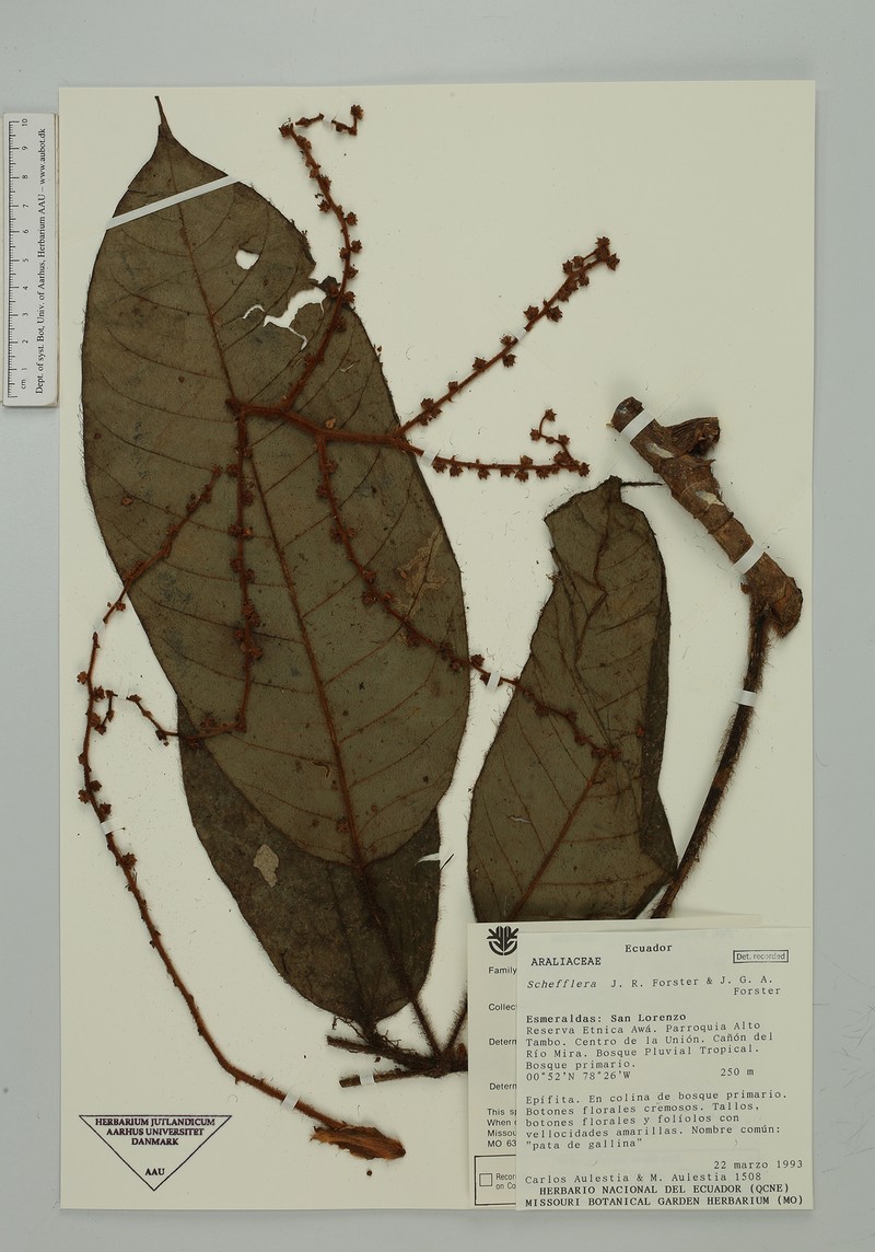 Sciodaphyllum pentadactylum