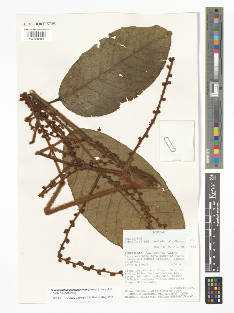 Sciodaphyllum pentadactylum photo 2