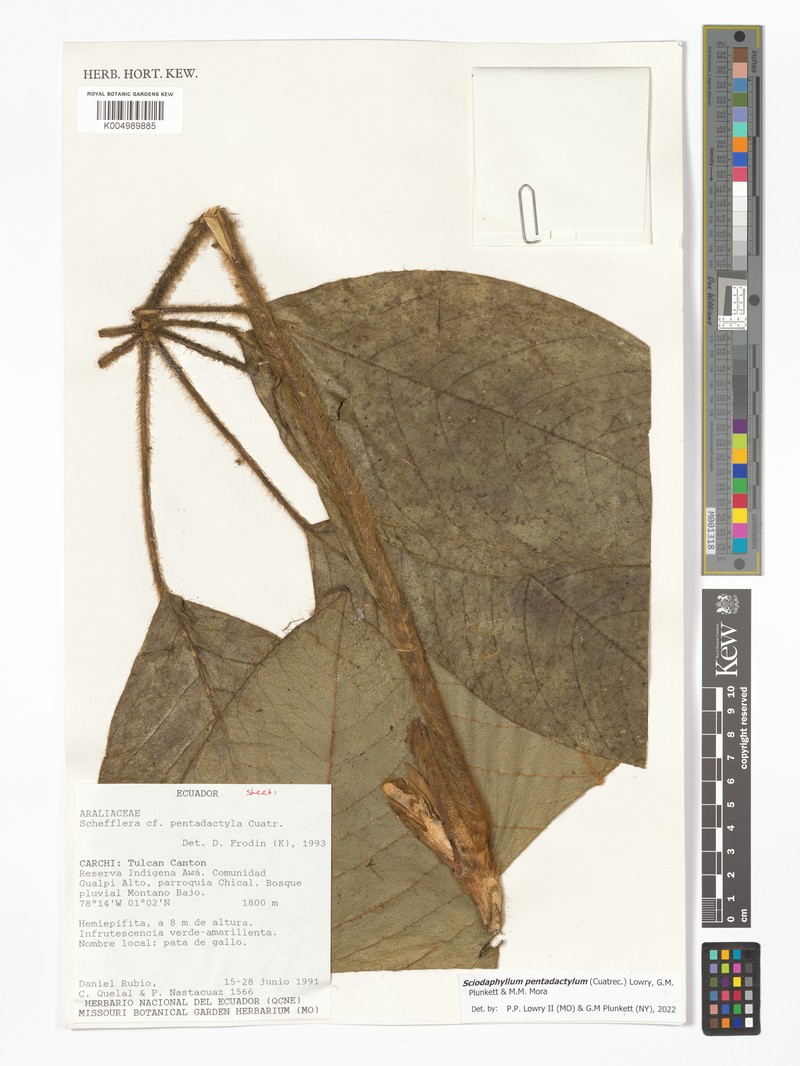 Sciodaphyllum pentadactylum photo 3