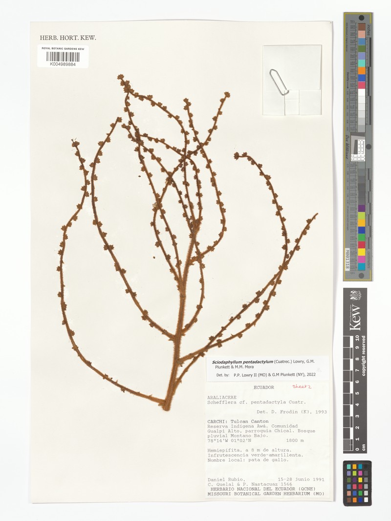 Sciodaphyllum pentadactylum photo 4