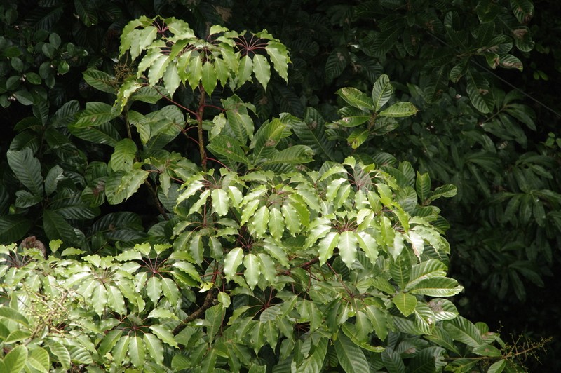 Sciodaphyllum pittieri