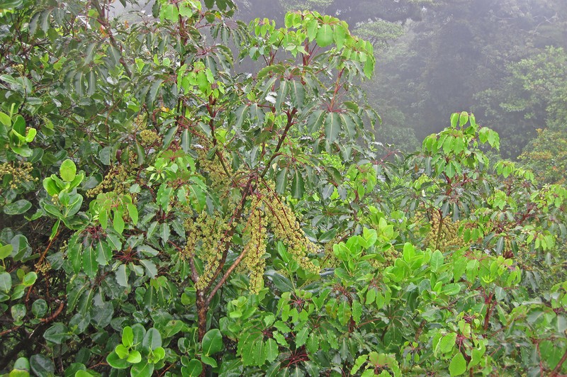 Sciodaphyllum pittieri photo 3