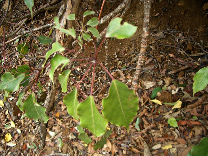 Sciodaphyllum pittieri photo 4