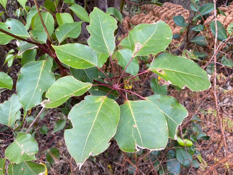 Sciodaphyllum pittieri photo 5