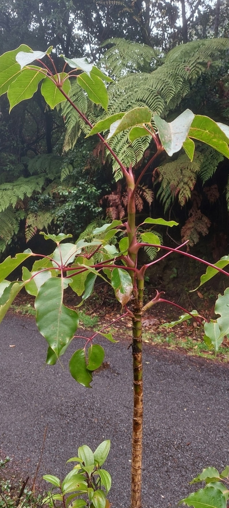 Sciodaphyllum pittieri photo 6