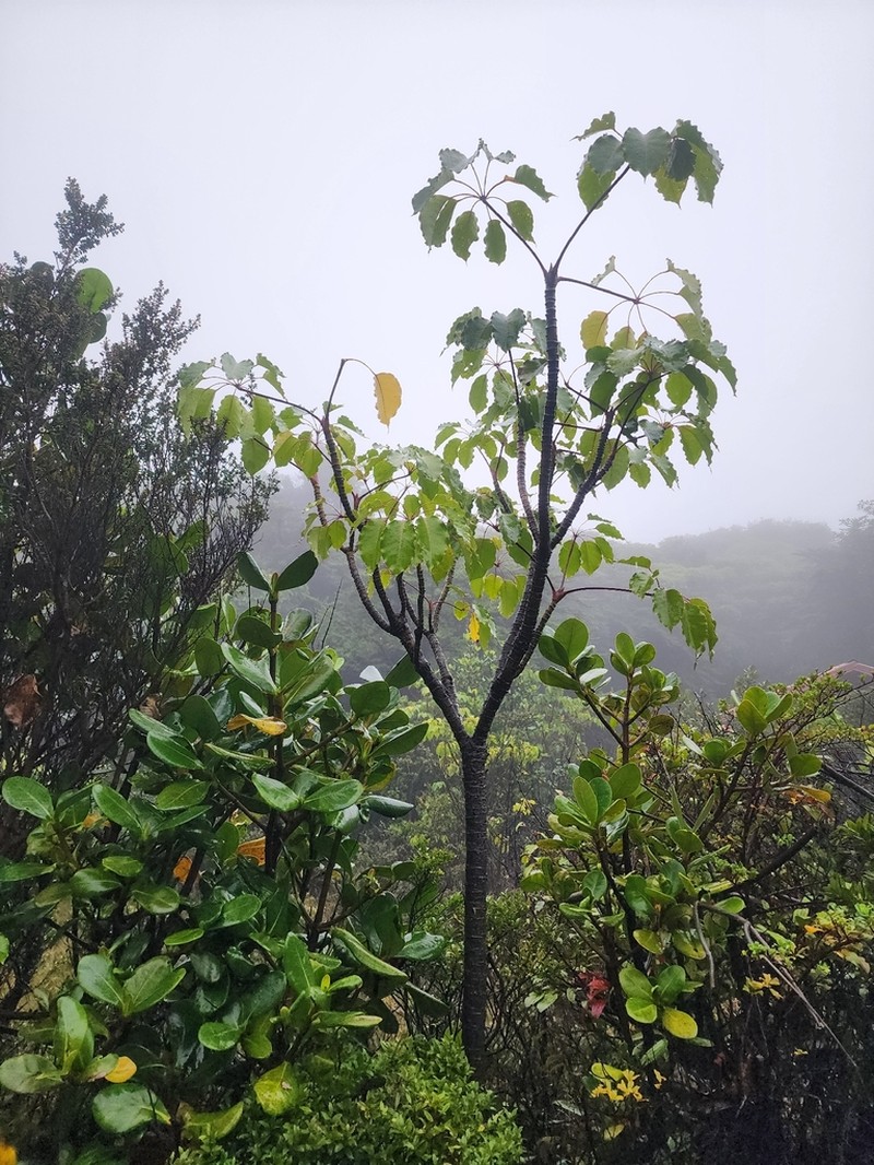Sciodaphyllum pittieri photo 7