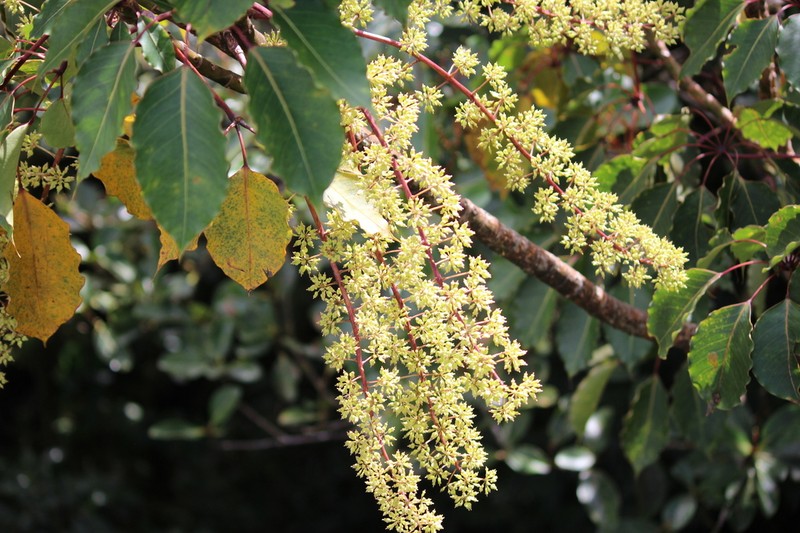 Sciodaphyllum pittieri photo 8
