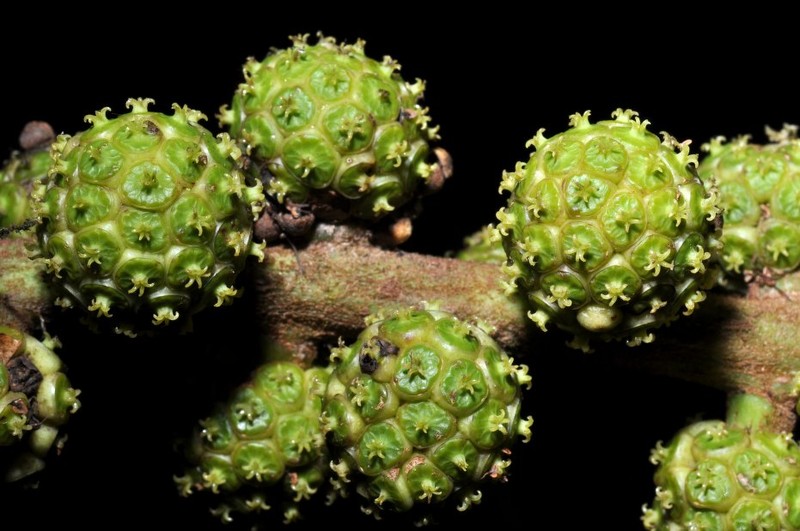 Sciodaphyllum purocafeanum