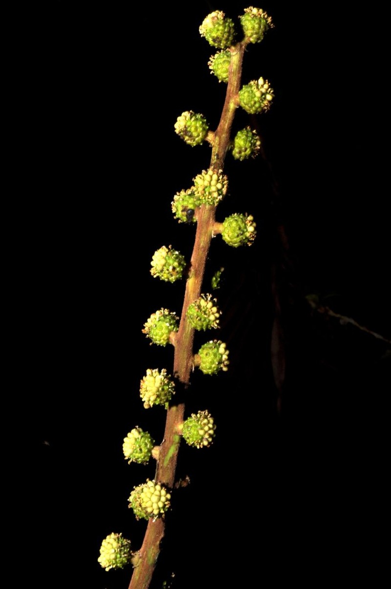 Sciodaphyllum purocafeanum photo 2