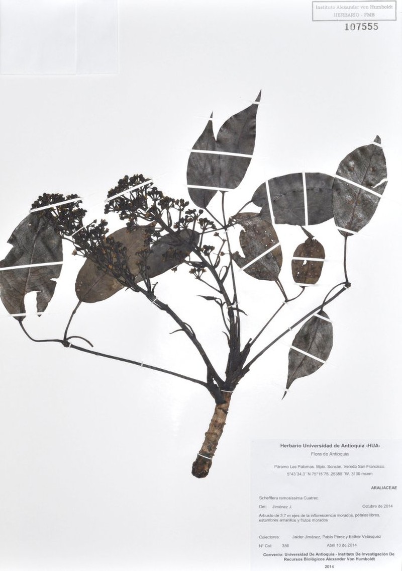 Sciodaphyllum ramosissimum